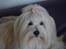 Coton de tulear Daisy