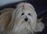 Coton de tulear Daisy
