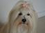 Coton de tulear Daisy