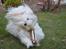 Coton de tulear Daisy