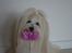 Coton de tulear Daisy