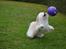Coton de tulear Daisy