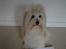 Coton de tulear Daisy