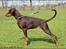 Dobermann LJCH From Island Korsika A Mill. $ Baby (Cocio)