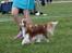 Cavalier king charles spaniel Murnley´s Bijou Avenue - Bijou - Bijou maj 2013 <3