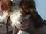 Cavalier king charles spaniel Murnley´s Bijou Avenue - Bijou