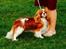 Cavalier king charles spaniel Murnley´s Bijou Avenue - Bijou - Bijou marts 2014 <3