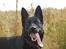 Schæferhund Nelly *AKA* Terroristen. - altid glad og lækker!