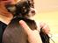 Chihuahua Papi's Amazing Angel (Papi)