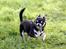 Chihuahua Chihuanas Blueberry Yum Yum - Evee - 16 april 2014