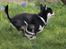 Chihuahua Chihuanas Blueberry Yum Yum - Evee - 16 april 2014