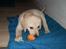 Labrador retriever Coda
