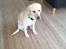 Labrador retriever Coda