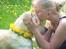 Labrador retriever Coda
