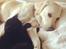 Labrador retriever Coda