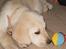 Labrador retriever Coda