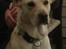 Labrador retriever Coda