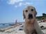 Labrador retriever Coda