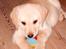 Labrador retriever Coda