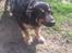 Blanding af racer Aleu