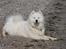 Samojedhund Bamse