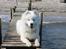 Samojedhund Bamse