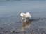 Samojedhund Bamse