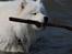 Samojedhund Bamse