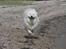 Samojedhund Bamse