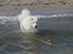 Samojedhund Bamse