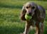 Cocker spaniel Cocio  - Dejlige prut