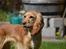 Cocker spaniel Cocio 