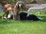 Cocker spaniel Cocio 