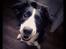 Border collie Tanya