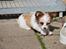 Blanding af racer Bella