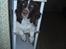 Engelsk springer spaniel Abilds Albert (Asger)