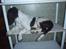 Engelsk springer spaniel Abilds Albert (Asger)