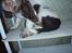 Engelsk springer spaniel Abilds Albert (Asger)