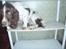 Engelsk springer spaniel Abilds Albert (Asger)
