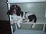 Engelsk springer spaniel Abilds Albert (Asger)