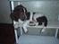 Engelsk springer spaniel Abilds Albert (Asger)