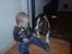 Engelsk springer spaniel Abilds Albert (Asger)