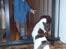 Engelsk springer spaniel Abilds Albert (Asger)