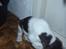 Engelsk springer spaniel Abilds Albert (Asger)