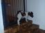 Engelsk springer spaniel Abilds Albert (Asger)