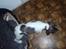 Engelsk springer spaniel Abilds Albert (Asger)