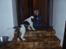 Engelsk springer spaniel Abilds Albert (Asger)