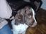 Engelsk springer spaniel Abilds Albert (Asger)