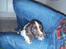 Engelsk springer spaniel Abilds Albert (Asger)