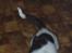 Engelsk springer spaniel Abilds Albert (Asger)